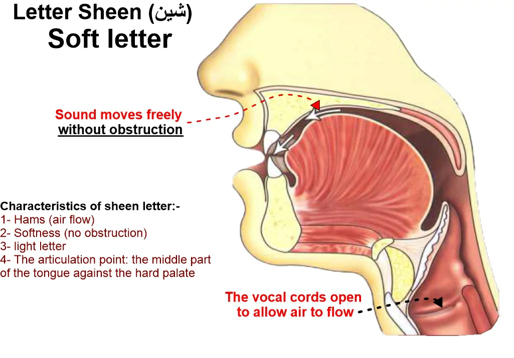 tajweed-rules-with-pictures-examples | letter sheen