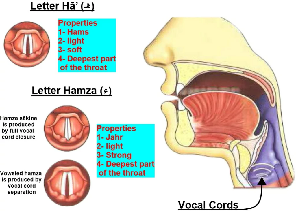 point of Articulation of letter Hamza and Hā’