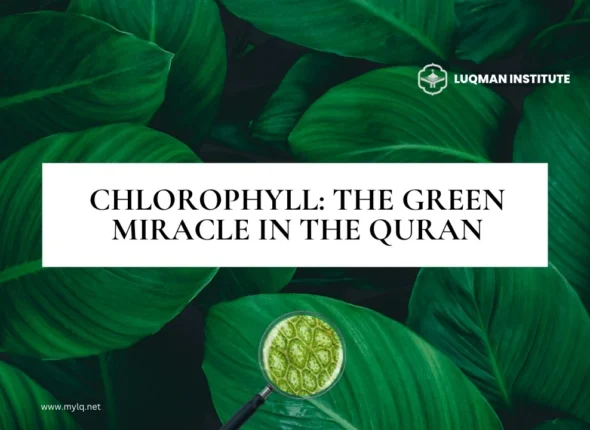 Quran Miracle: Greenery to Grains Foreseen