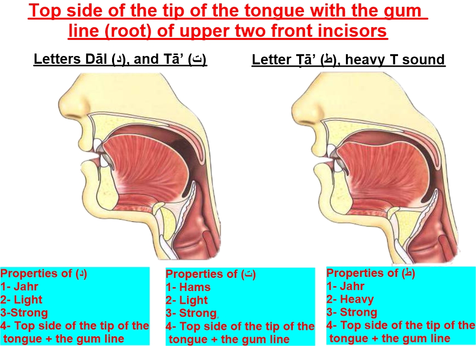 articulation point of letter taa, dal