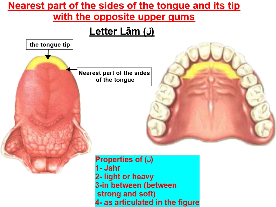 articulation point of letter laam
