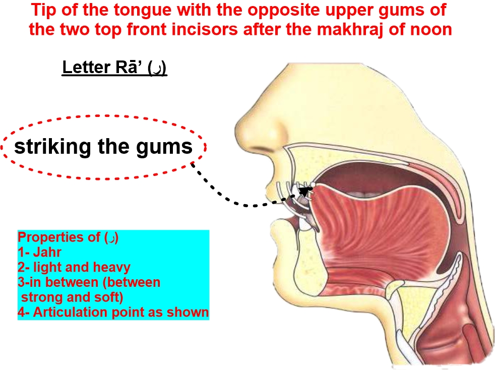 articulation point of letter Raa