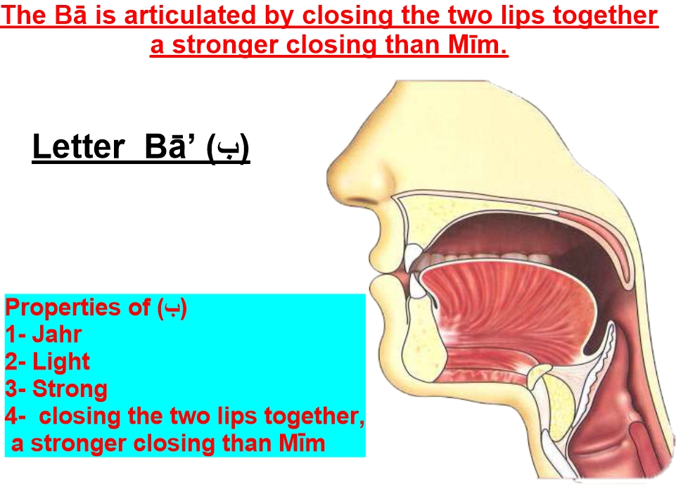 articulation point of letter baa
