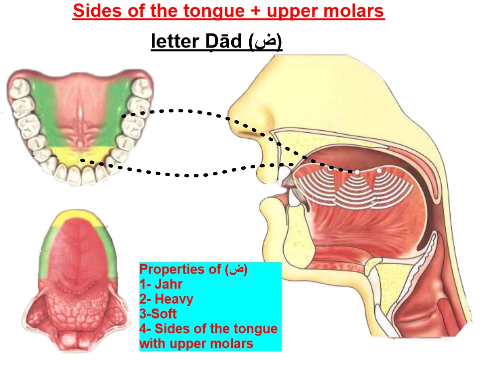 articulation point of letter daad