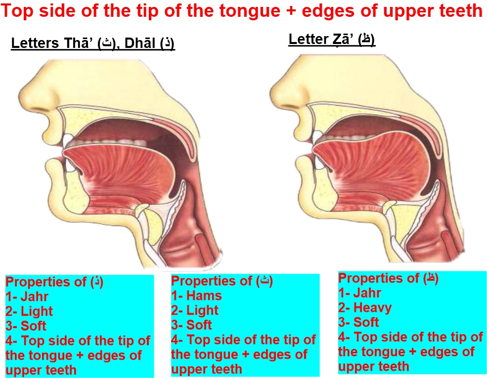 articulation point of letter zha and tha and dha