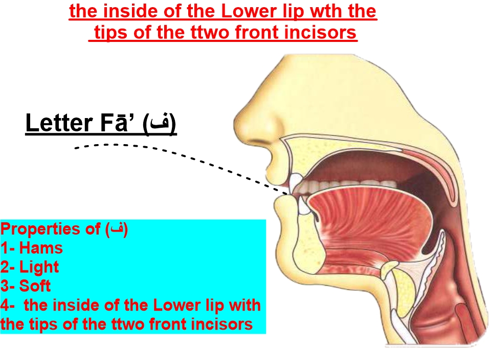 articulation point of letter faa