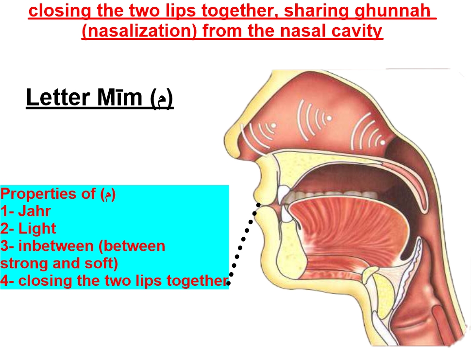 articulation point of letter meem