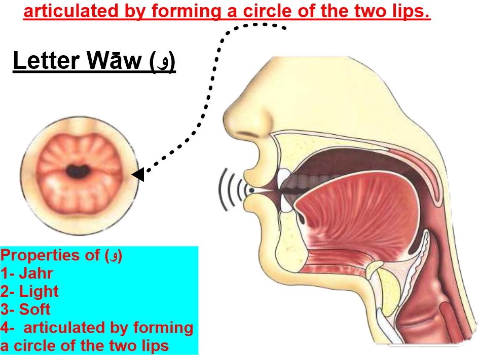 articulation point of letter waaw