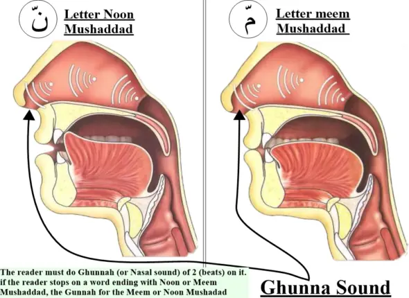 rules of noon and meem mushaddad