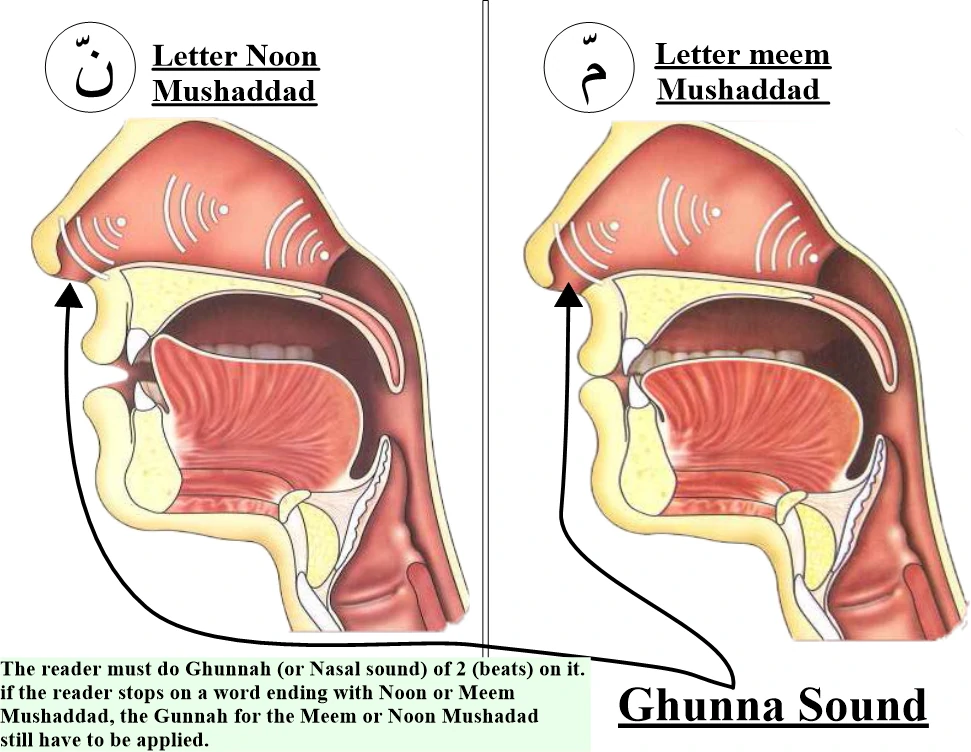 rules of noon and meem mushaddad